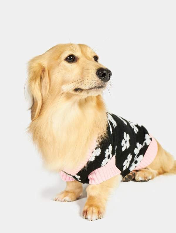 SkinnydipLondonDaisyKnitPetJumperImage3_935007a9-c069-41c8-bd22-db14f3a52ece_600x.jpeg