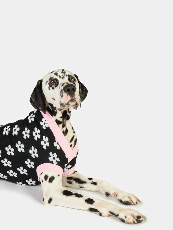 Best Gifts For Your Pets | Black Friday Student Gift Guides